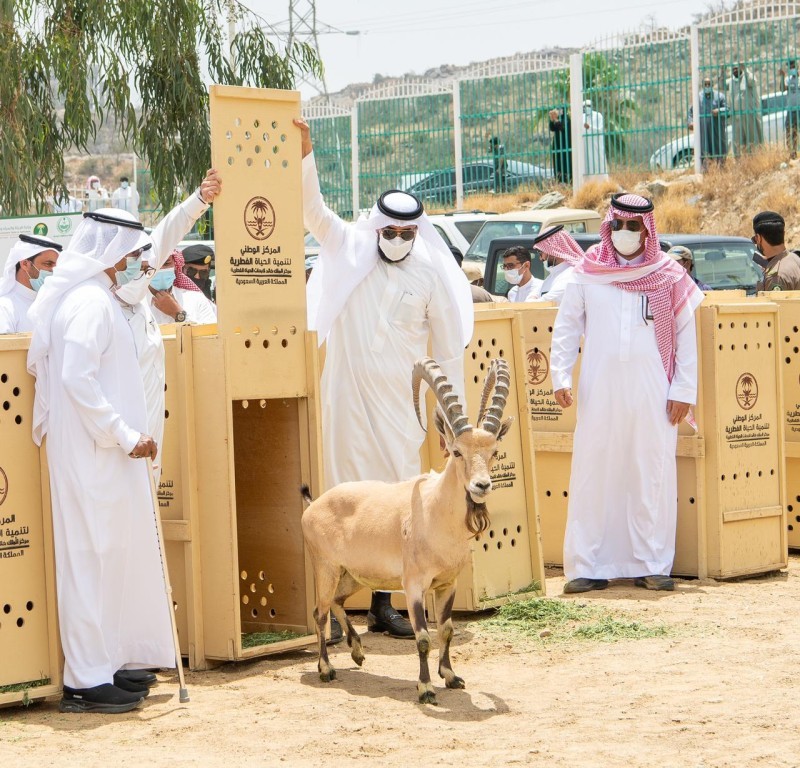 إمارة الباحة تحذّر العابثين بالحياة الفطرية وتتوعد بالعقوبة – أخبار السعودية