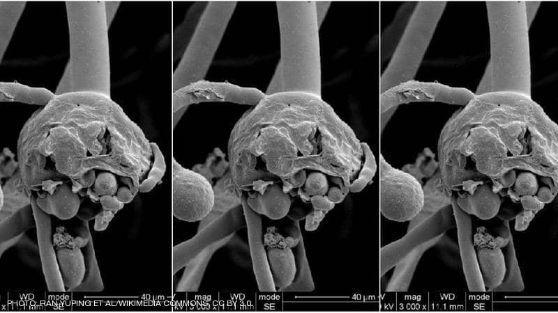 بعدما أثار قلقاً واسعاً.. “الصحة العالمية” تحسم الجدل حول الفطر ا