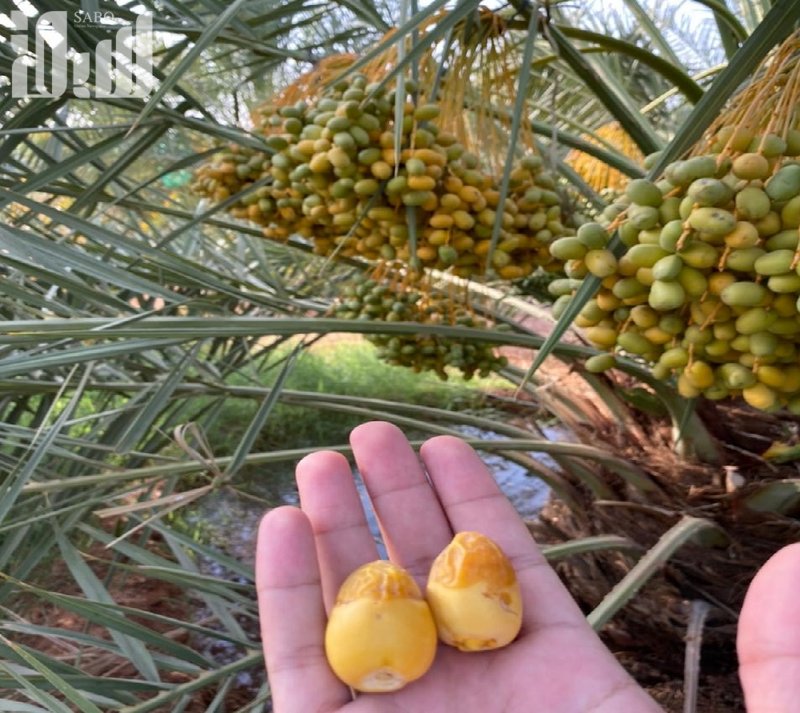 شاهد.. نخيل “جويفا الأحمر” في الأفلاج يطرح إنتاجه من “الرطب”