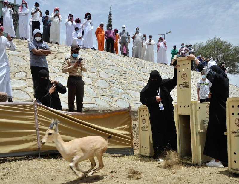 الجبال المحيطة بمنتزه بلجرشي من المواقع التاريخ