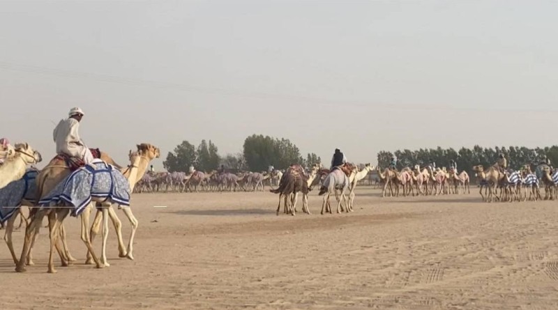 «عكاظ» ترصد الانتعاش الاقتصادي بهجن الطائف – أخبار السعودية