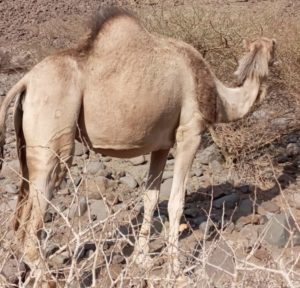 من مهد الثقافات.. تعرف على سبب اختيار أبناء الجزيرة العربية لـ”وس