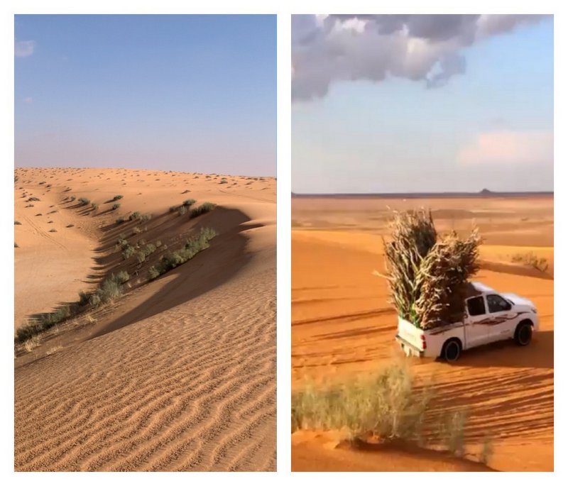 “الأمن البيئي” ينقذ الصحراء ويعيد لها الحياة.. و”اليوسفي”: بيئتنا