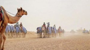 انطلاق مهرجان ولي العهد السعودي للهجن في نسخته الثالثة بالطائف