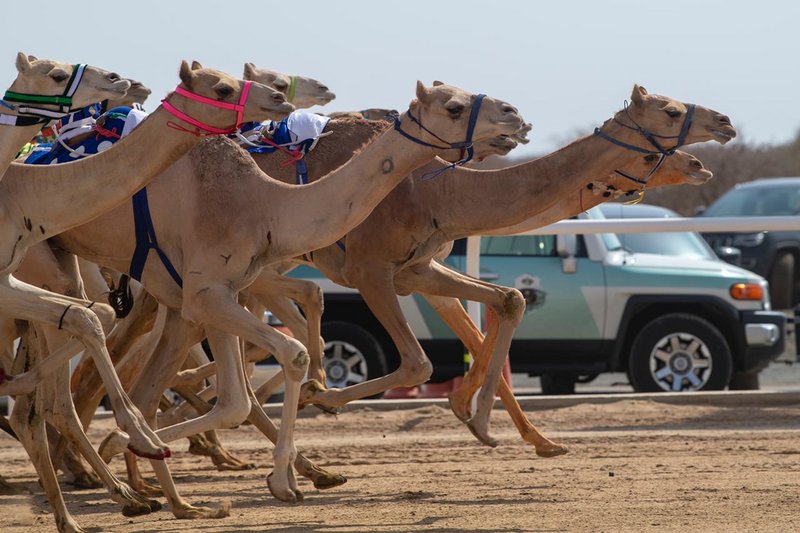 ابن صافية يسيطر على الأشواط الرئيسة .. في مساء خامس أيام مهرجان و