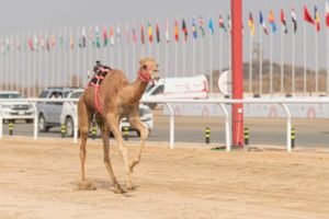 “الهبوب” تحطم الأرقام القياسية.. في مساء سابع أيام مهرجان ولي الع