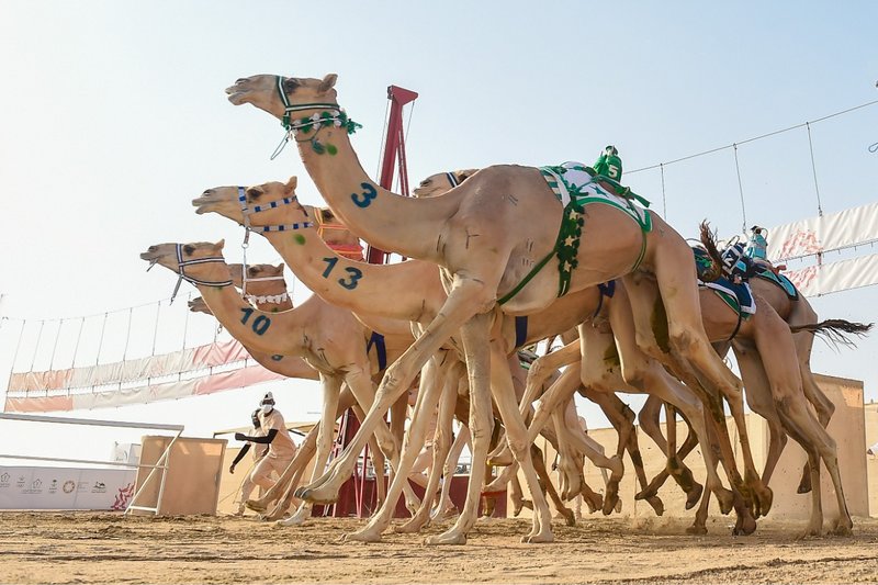 “النايفة” تنتزع نوماس اللقايا في الأشواط الصباحية.. وأفضل توقيت