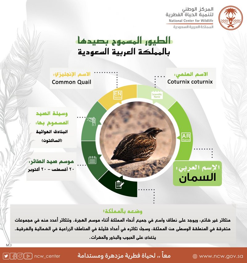 “السمان” من الطيور المسموح بصيدها هذه الأيام