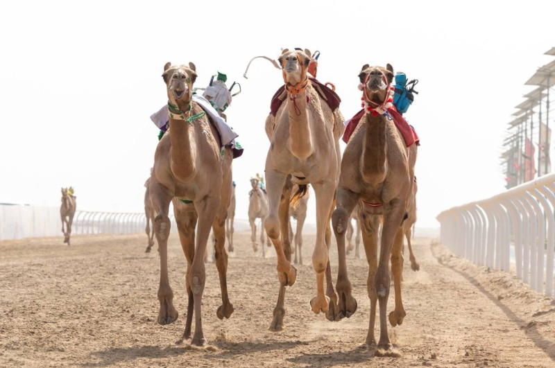 «محافظ» يسجل أفضل توقيت في أول سباقات مهرجان الجهن – أخبار السعودية