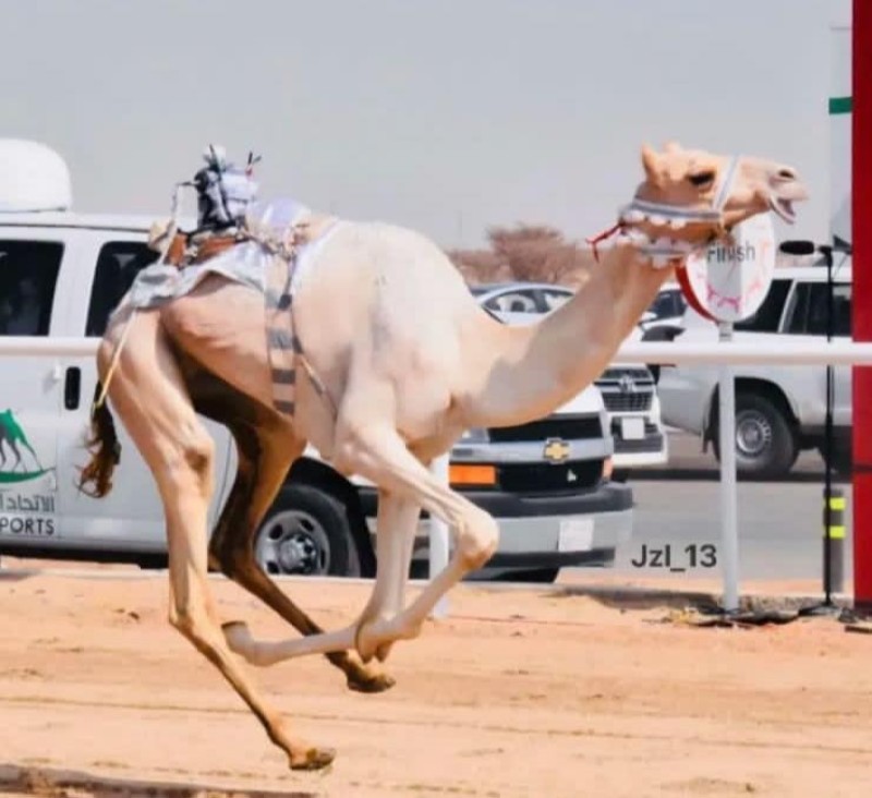 «سيوف» أعلى صفقة بيع بمهرجان ولي العهد.. بمليوني ريال – أخبار السعودية