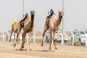 1.2 مليون في انتظار الفائزين بماراثون مهرجان الهجن.. غداً – أخبار السعودية