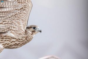 المزاد الدولي لمزارع إنتاج الصقور يستعرض تطوُّر البيولوجيا الجيني