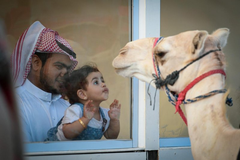 مهرجان ولي العهد للهجن في نسخته الثالثة بالطائف ينطلق غدًا