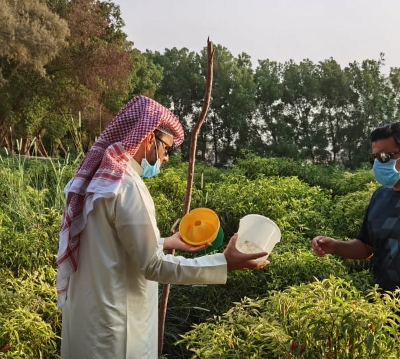 “بيئة مكة” تبدأ متابعة ورصد دودة الحشد الخريفية لاستكشافها في الم