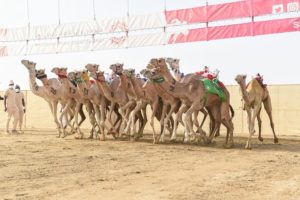 في اليوم الثامن.. هجن مكة المكرمة تسيطر على منافسات الفترة الصباح