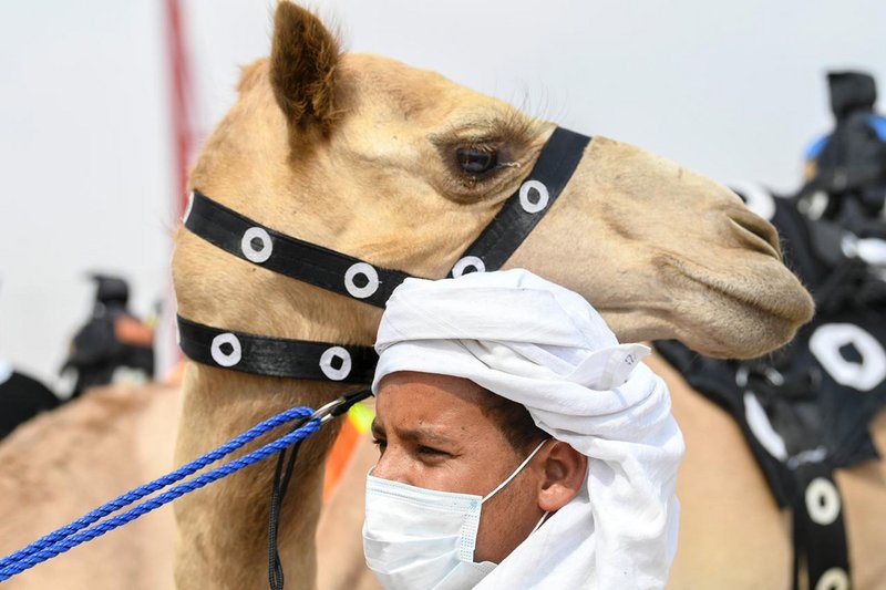 هجن العاصفة تُحكم سيطرتها على منافسات ثامن أيام مهرجان ولي العهد