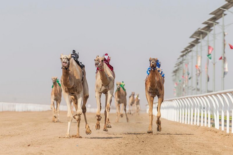 القعود “هلال” يُحقق أفضل توقيت في تاسع أيام مهرجان ولي العهد للهج