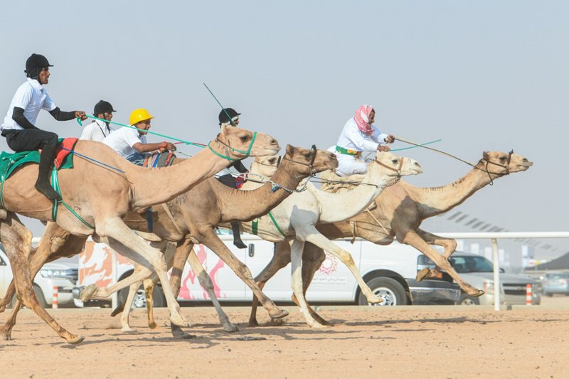 أكثر من مليون ريال في انتظار هجانة ماراثون مهرجان ولي العهد للهجن