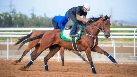 «قرارات تطويرية» في بطولات نادي سباقات الخيل السعودية