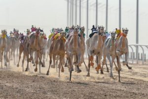 انطلاق منافسات المرحلة النهائية من مهرجان ولي العهد للهجن..  و”ال