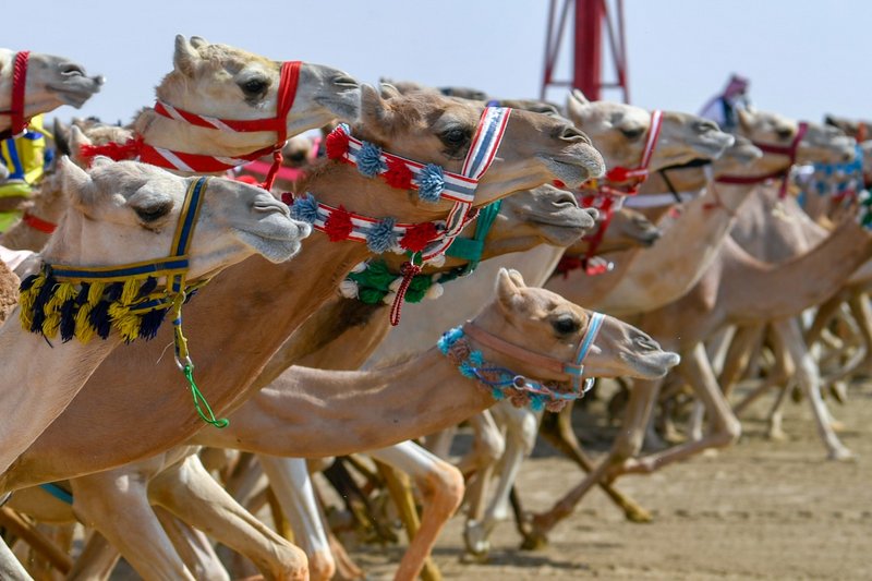 بالصور.. الهجن السعودية تخطف الأضواء في أول رموز “مهرجان ولي العه