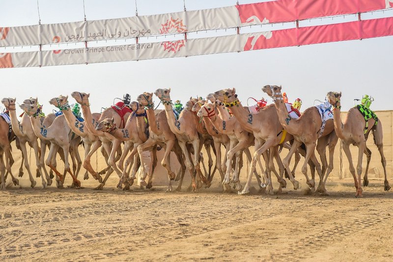 انطلاق أشواط اللقايا والبكار الأسرع