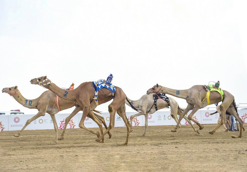 372 مليونًا القيمة السوقية للهجن المشاركة في اليوم الأخير من مهرج