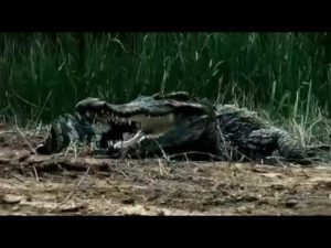 فيلم روعة شاهد ولن تندم Crocodile  film horror