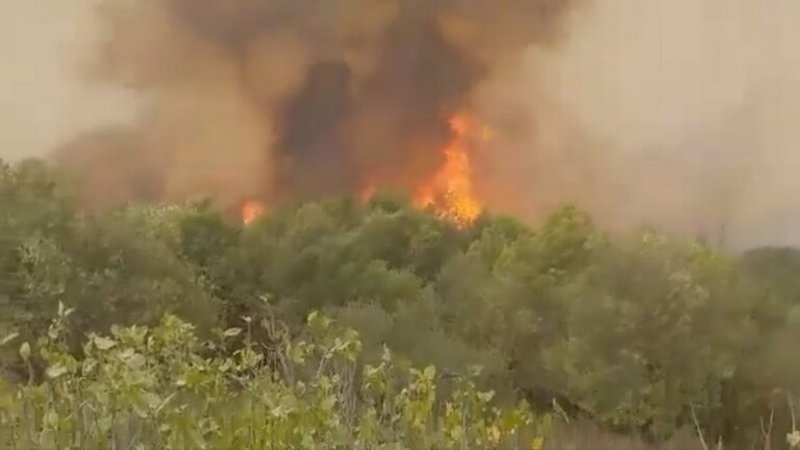 بالصور والفيديو.. اندلاع حرائق عدة بـ”بومرداس الجزائرية” وإجلاء ا