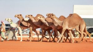 بصفقات مليونية.. ديربي مجاهيم الإبل يعود للواجهة بعد غياب