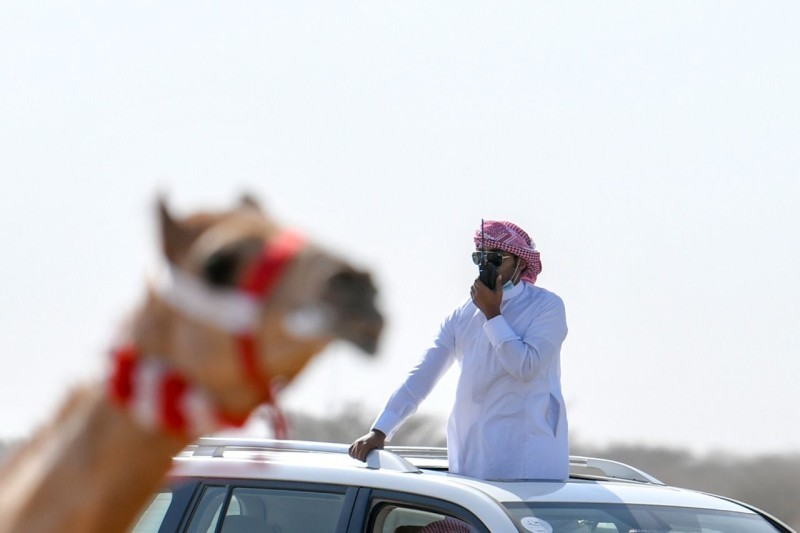 انطلاق منافسات المرحلة النهائية من مهرجان ولي العهد للهجن – أخبار السعودية