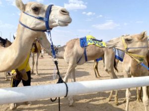 شعار «النصر» الأكثر مشاركة في سباقات الهجن – أخبار السعودية