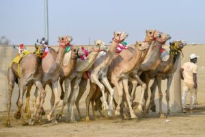 انطلاق سباقات الثنايا النهائية بمهرجان ولي العهد للهجن 3 – أخبار السعودية