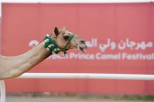 الفيصل يتوج أبطال مهرجان الهجن – أخبار السعودية