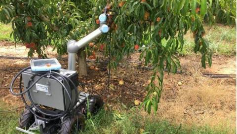 ابتكار روبوت في أميركا لقطف ثمار الخوخ
