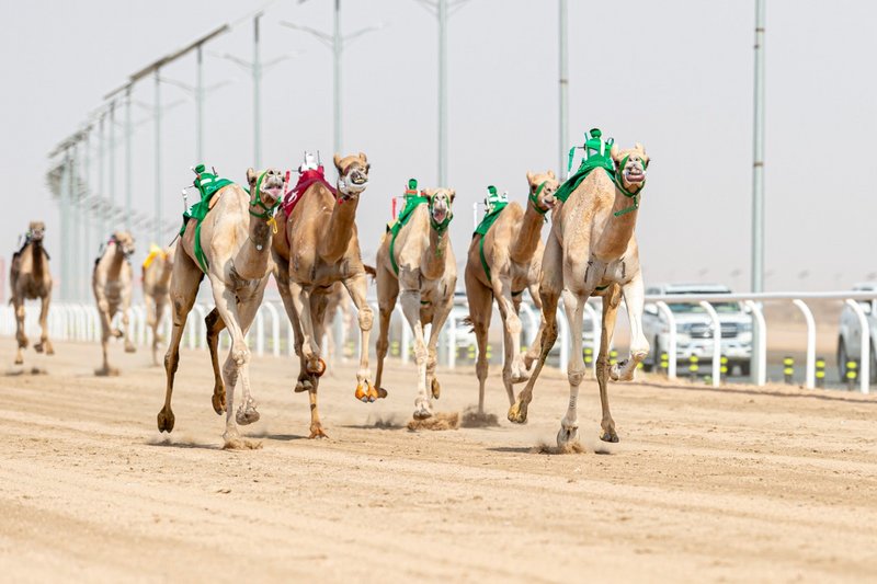 20 رمزاً في انتظار الهجن المشاركة بمهرجان ولي العهد