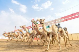 10 أعوام.. عمر المطايا في ميادين الهجن