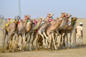 بميدان الطائف غدًا.. انطلاق سباقات الثنايا النهائية بمهرجان ولي ا