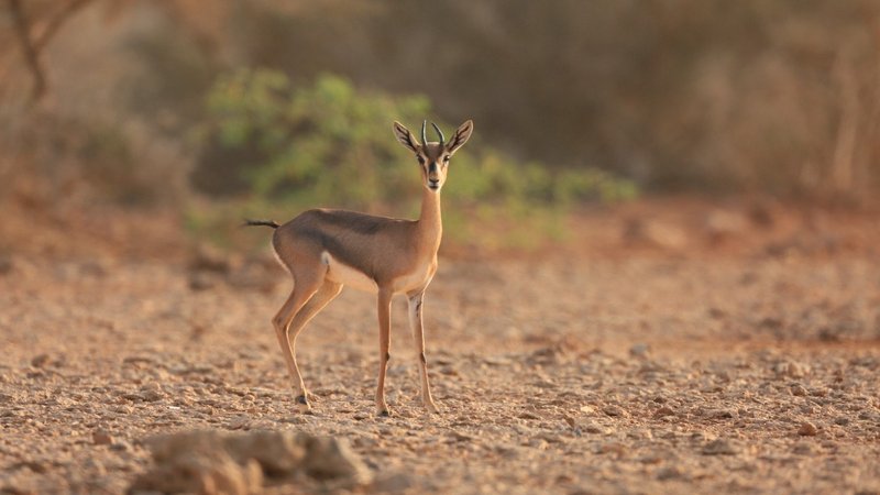 تسجيل أول محمية طبيعية سعودية في “اليونسكو”