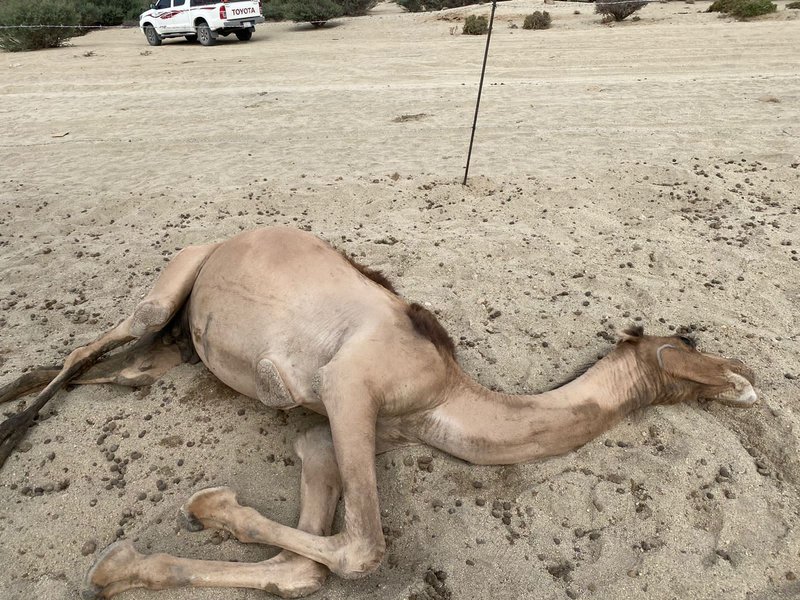 بطلق ناري .. مجهول يقتل 3 من الإبل ويصيب رابعة في وادي ضرى بميسان