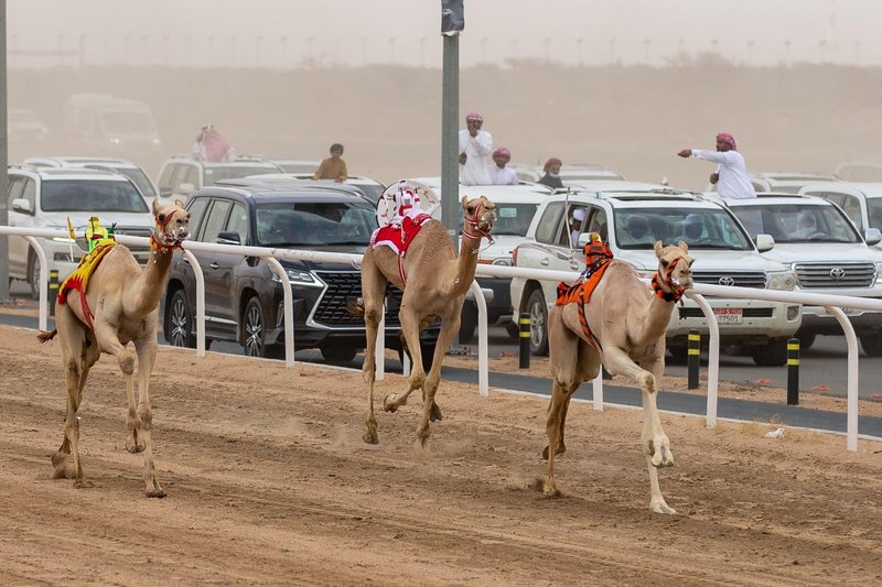 في اليوم الوطني 91.. عودة بالزمن لإحياء الموروث والرياضات القديمة