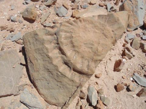 اكتشاف أول بقايا لديناصور من العصر الجوراسي في نصف الكرة الجنوبي