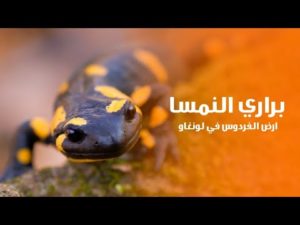 براري النمسا ارض الفردوس في جبال لونغاو | كويست عربية Quest Arabiya