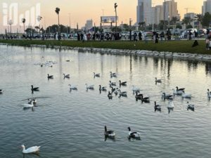 بالصور .. ماذا تعرف عن “بحيرة البط والأوز” بكورنيش الخبر؟