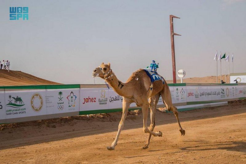 هجن “تركي بن محمد” تنتزع رمز فئة الثنايا الأبكار في كأس الاتحاد ا