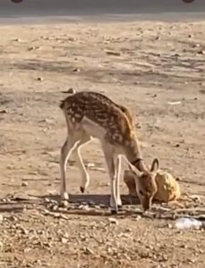 مواطنة تنشر فيديو لغزال تائه في الرياض.. و”الحياة الفطرية” تتفاعل