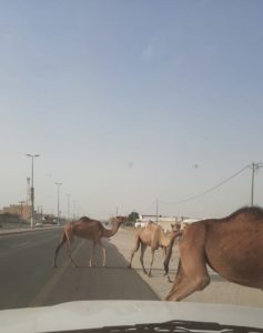 جِمال سائبة تهدّد سلامة مرتادي مخطط الراشدية