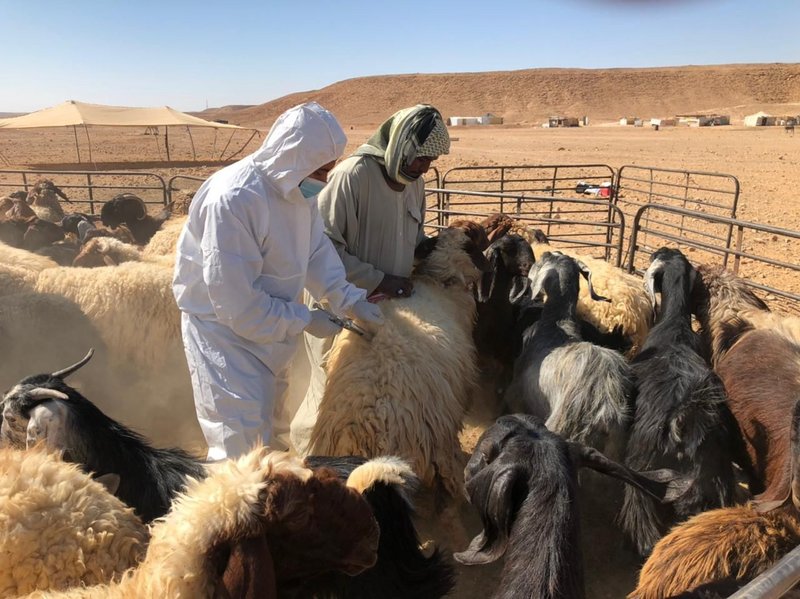 “البيئة والزراعة” بالحدود الشمالية تطلق حملة لتطعيم الماشية ضد ال