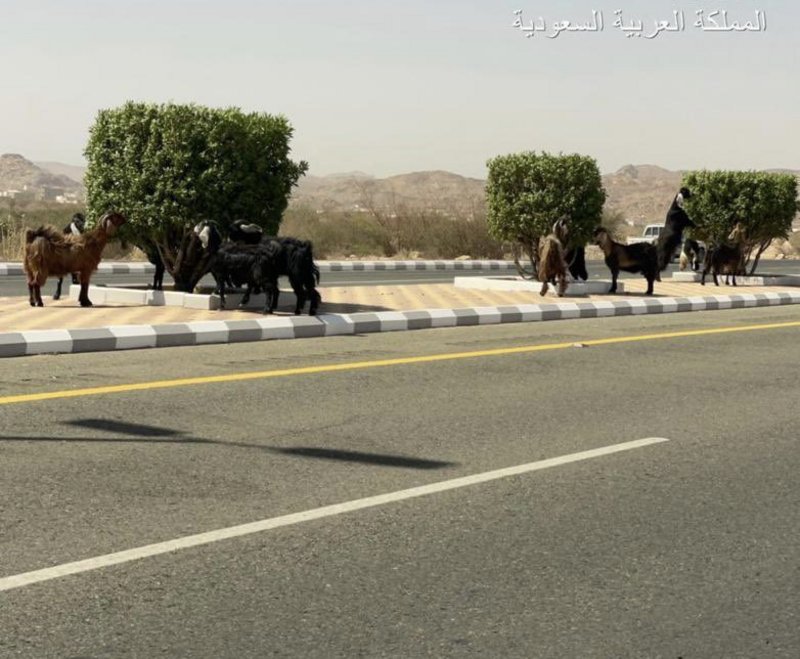 للمرة الثالثة.. البلدية تحتجز أغنام سائبة بقيا جنوبي الطائف وتُخا