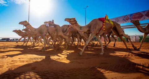 نادي الإبل السعودي يطلق منصة إلكترونية لتسجيل أسماء الشعارات